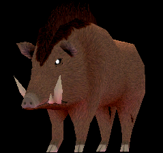 Picture of Wild Boar