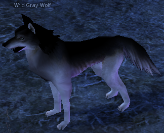 Picture of Wild Gray Wolf