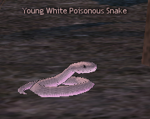 Picture of Young White Poisonous Snake