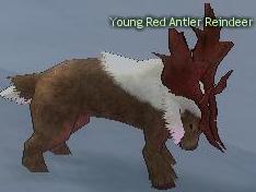 Picture of Young Red Antler Reindeer