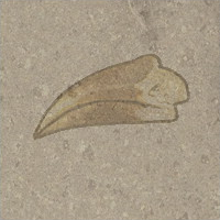 Beak fossil.PNG