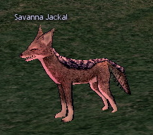 Picture of Savanna Jackal
