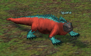 Picture of Iguana