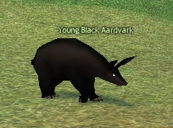 Picture of Young Black Aardvark