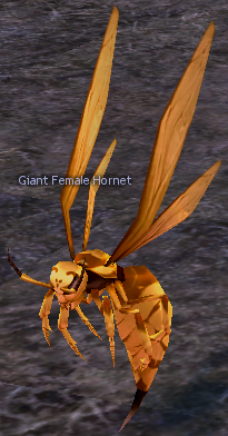 Picture of Giant Female Hornet