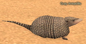 Picture of Gray Armadillo