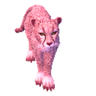 Pink Cheetah1.png