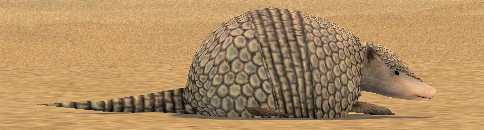 Picture of Young Gray Armadillo
