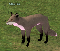 Picture of Gray Fox