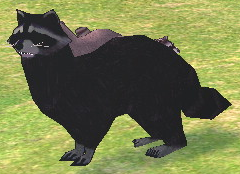Picture of Black Raccoon