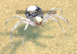 Picture of Wolf-striped Desert Spider