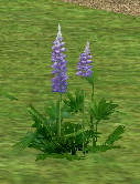 Homestead Speedwell on Homestead.png