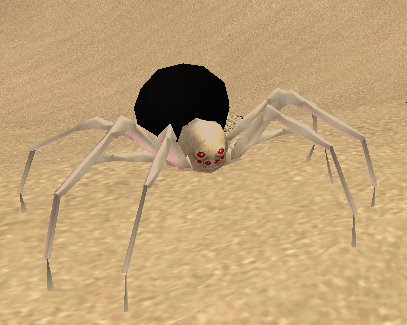 Picture of Black Desert Spider
