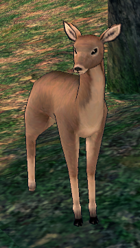 Picture of Fawn