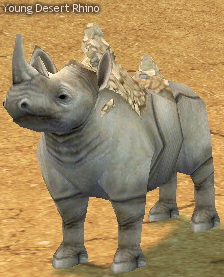 Picture of Young Desert Rhino