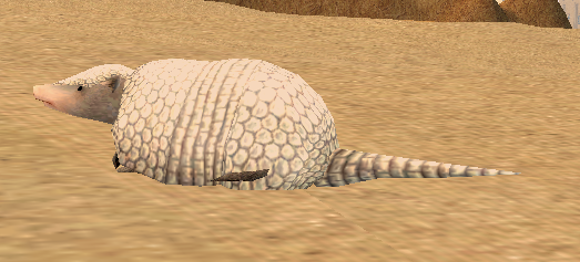 Picture of Young White Armadillo